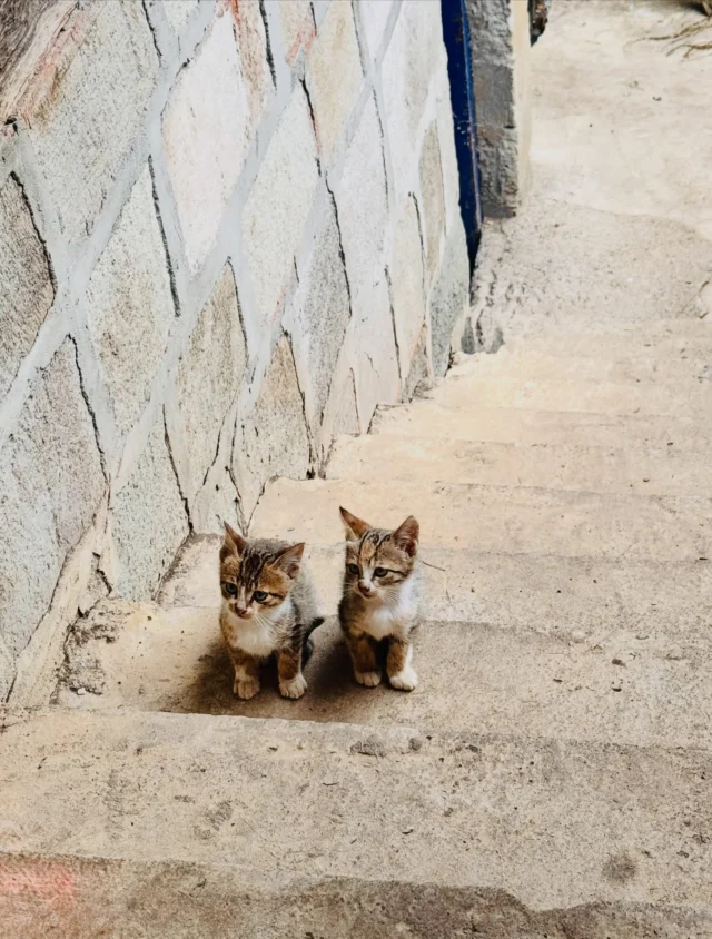 Köyün Minikleri 🐈